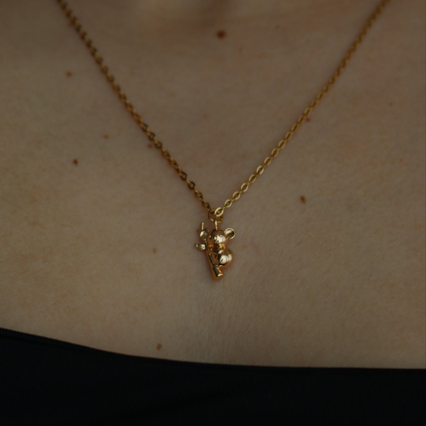 - Koala Chapa de Oro